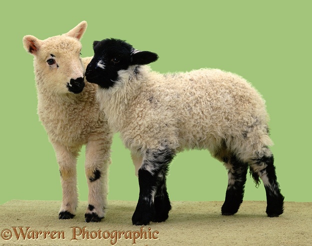 Two cute lambs