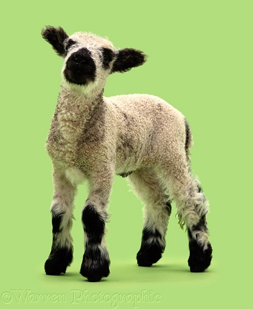 Lamb on green background