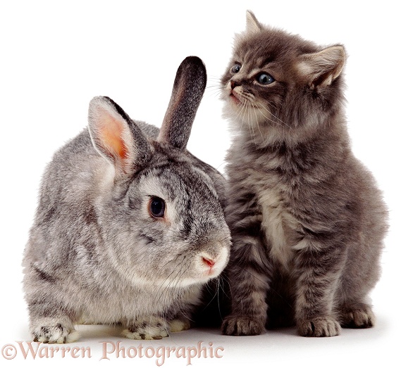 Kitten and rabbit, white background