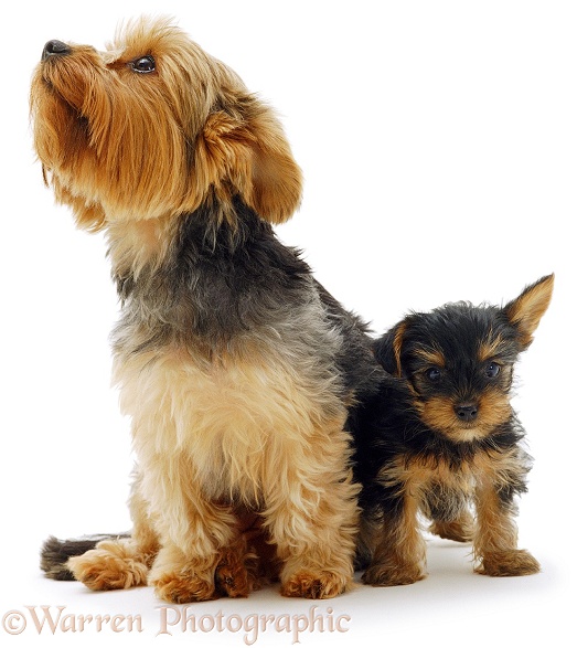 Yorkshire Terrier with pup, white background