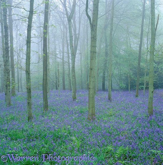 Misty woodland with Bluebells (Hyacinthoides non-scripta).  Surrey, England