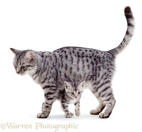 Silver mother cat with kitten, white background