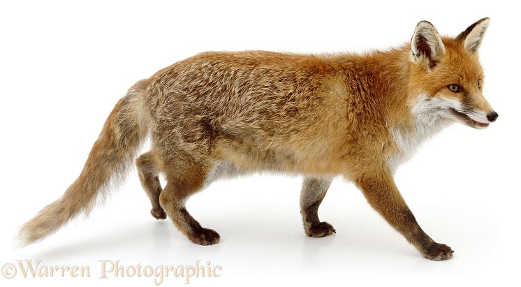 Red Fox (Vulpes vulpes) vixen, white background