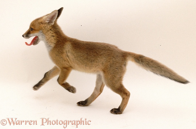 Red Fox (Vulpes vulpes) cub, white background