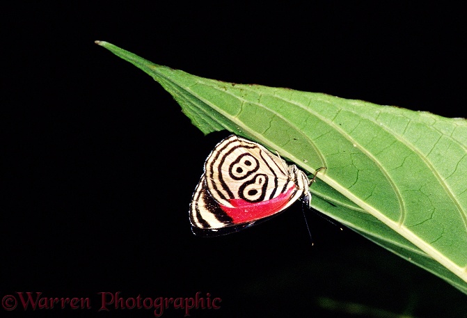 88 Butterfly (Diaethria species) roosting.  Central America