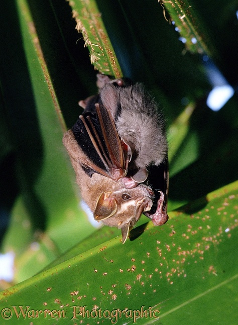Tent-making Bat (Uroderma bilobatum) mother and baby, under a palm leaf tent.  Central America