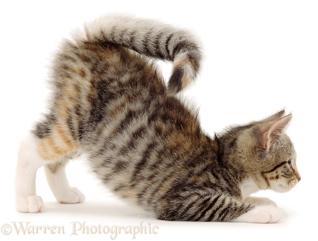 Squirrel-tail kitten pouncing, in a play-bow, white background