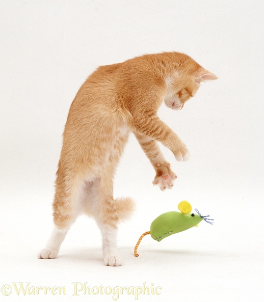 Ozzie x Alexandria's red female kitten Sabrina playing with a green catnip mouse toy, white background