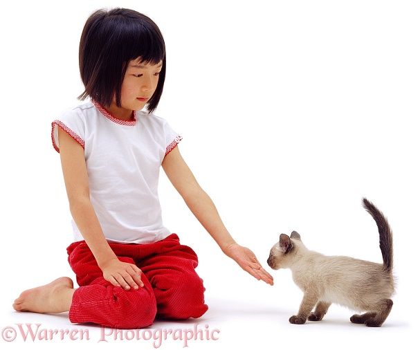 Louisa (6) showing hesitant Siamese kitten her hand to come to sniff, white background
