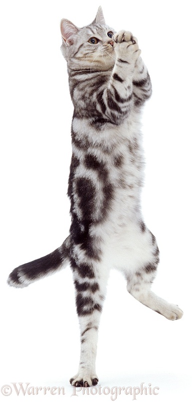 Silver tabby cat, Fleur, has jumped for a dangling toy but missed it, white background
