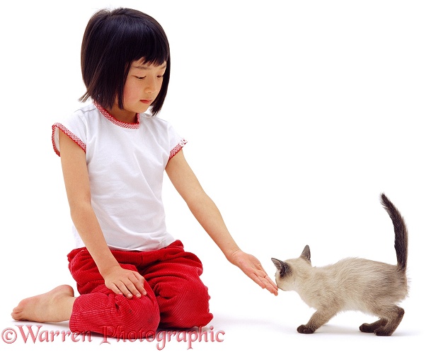 Louisa (6) showing hesitant Siamese kitten to come to sniff her hand, white background