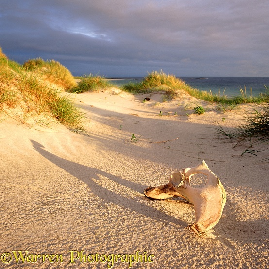Bone and sand dunes.  North Uist, Scotland