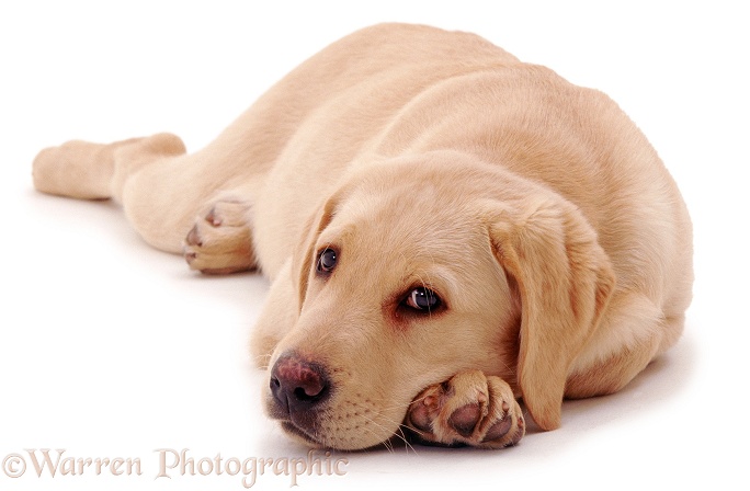 Yellow Labrador pup, 12 weeks old, white background