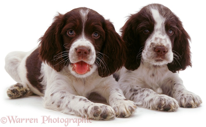English Springer Spaniel pups, white background