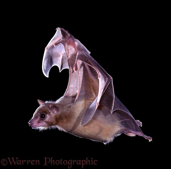 Egyptian Rousette Bat (Rousettus aegyptiacus) in flight