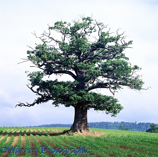 English Oak (Quercus robur) - Summer 1999.  Surrey, England