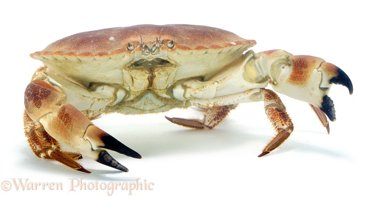 Edible Crab (Cancer pagurus), white background