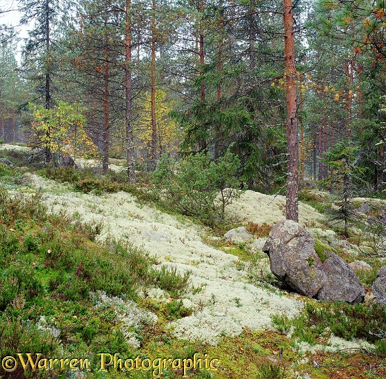 Lichen covered forest floor 3D R.  Finland