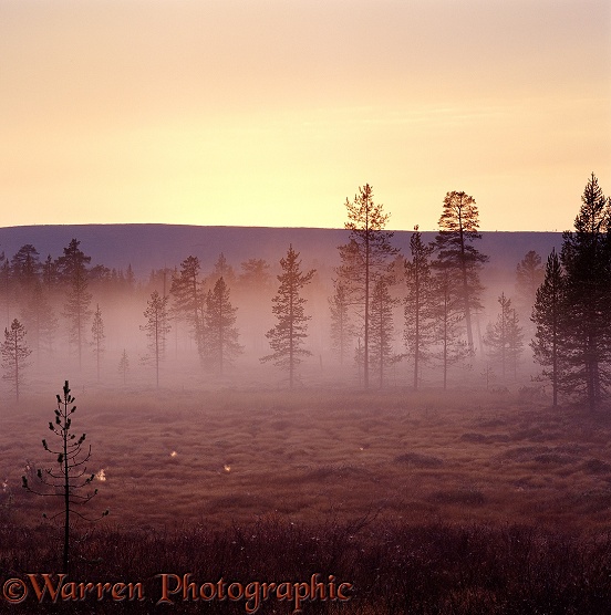 Pines and mist at sunrise.  Finland