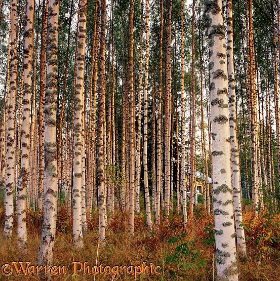 Silver Birch (Betula pendula) trunks.  Finland