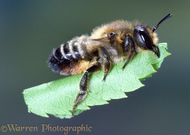 Leaf-cutting Bee (Megachile species) female, carrying a section of rose leaf