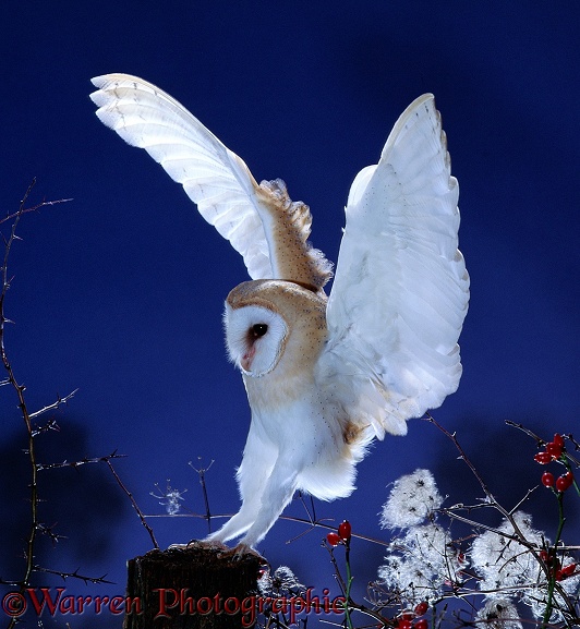 Barn Owl (Tyto alba) alighting