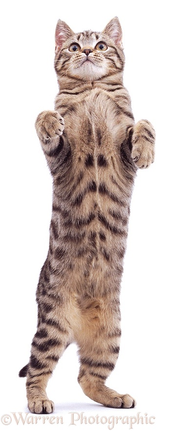 Brown spotted tabby male cat Lowlander standing up, white background