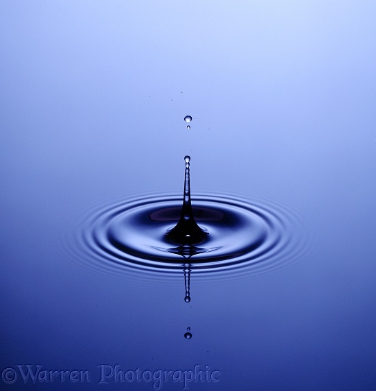 A water drop forms a spike when it strikes the surface of a still pool