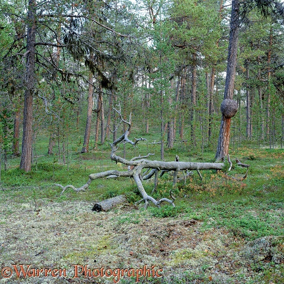 Lemmenjoki woodland 3D R