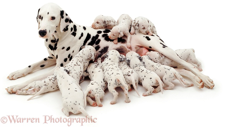 Dalmatian mother and pups, white background