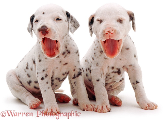 Dalmatian pups, white background