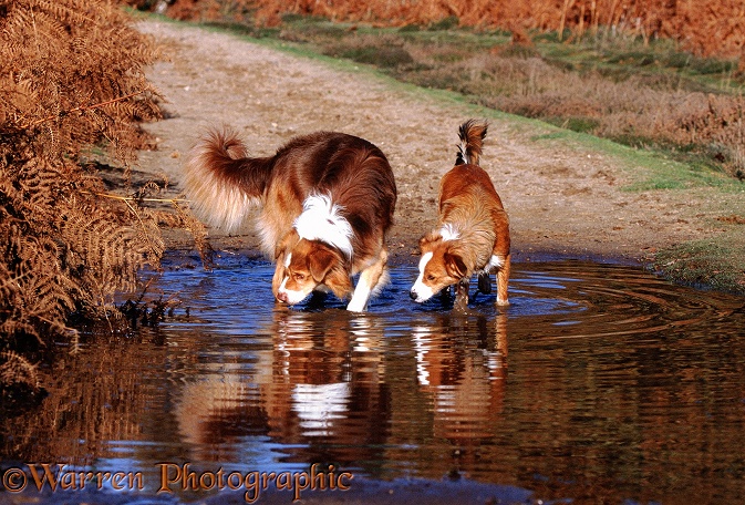 Border Collies dogs Brak and Lollipop paddling