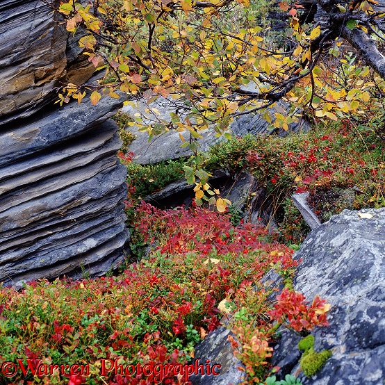 Colourful plants and layered rocks.  Norway