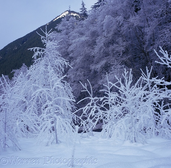 Frost on young trees.  Washington State, USA
