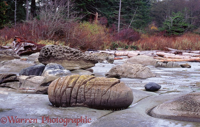 Dinosaur egg rock.  British Columbia, Canada