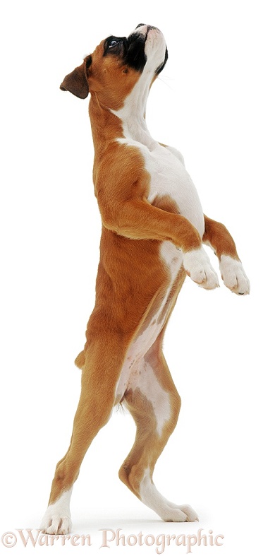 Boxer pup, Cleo, 11 weeks old, standing up on hind legs, white background
