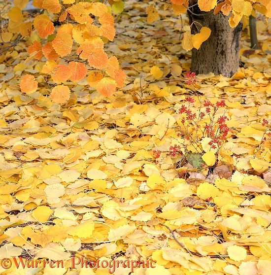 Autumnal leaves of Aspen (Populus tremuloides)
