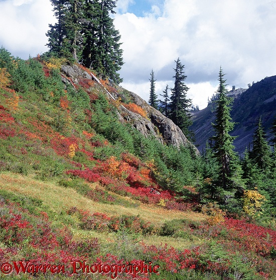 Colourful red Blueberry bushes (Vaccinium myrtillus) and yellow Western Mountain-ash (Sorbus scopulina) interspersed with the dark green of Mountain Hemlock (Tsuga mertensiana).  Washington State, USA