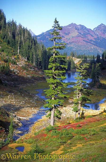 Mountain Hemlocks (Tsuga mertensiana).  Washington State, USA
