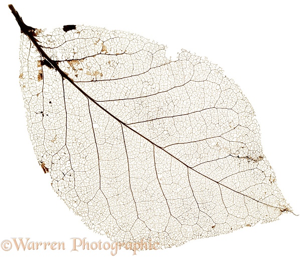 Leaf skeleton, white background
