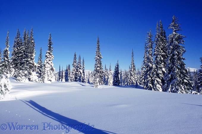 Fresh snow and Subalpine Firs (Abies lasiocarpa).  British Columbia, Canada
