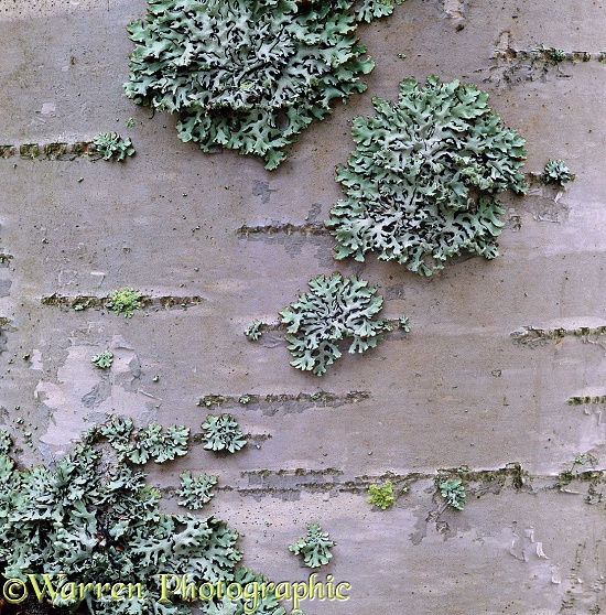 Silver Birch (Betula pendula) bark with lichen.  Finland