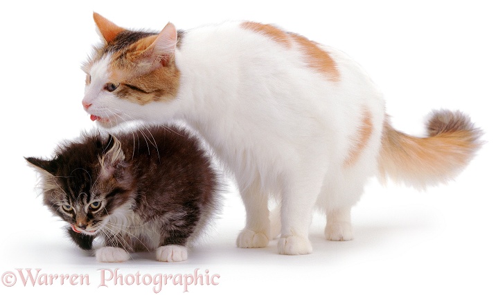 Mother cat, Alexandria, licking one of her kittens, white background