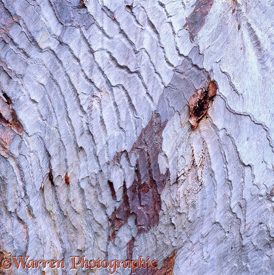 Sugar Gum (Eucalyptus cladocalyx) bark.  Australia