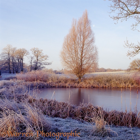 Frosty scene with frozen pond.  Surrey, England