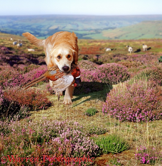 Golden Retriever, Jez, fetching a pheasant