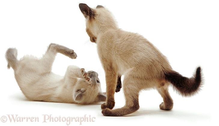 Siamese kittens at play, white background