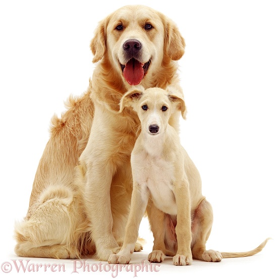 Golden Retriever dog, Jez, with Gold Saluki pup Luton, white background