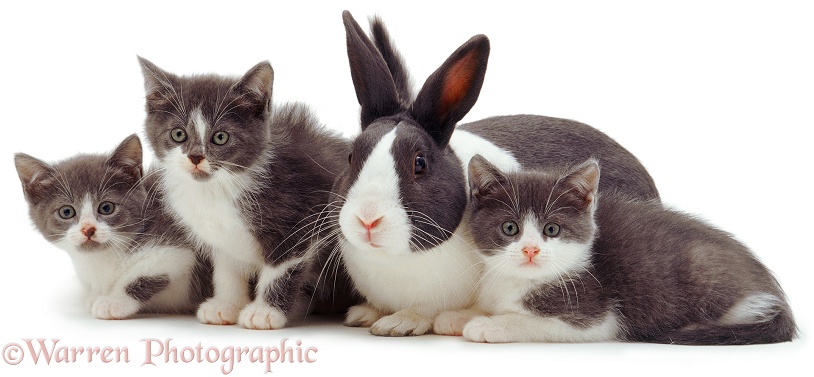 Blue Dutch rabbit and matching kittens, white background