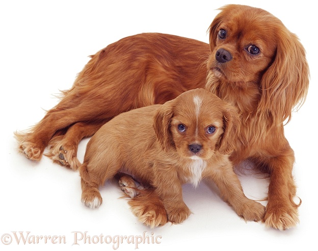Ruby Cavalier King Charles Spaniel mother and pup, white background
